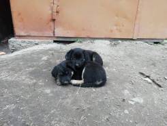 Собаки.