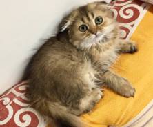 Шотландская вислоухая кошка. Под заказ