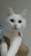 Сибирская кошка.