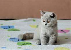 Британская кошка.