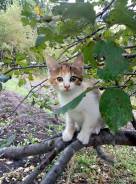Кошки.