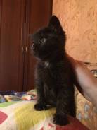 Кошки.