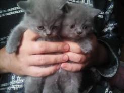 Британская короткошерстная кошка.