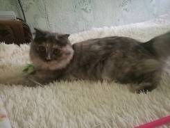Вязка кошек.