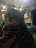 Шотландская кошка.