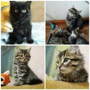 Кошки.