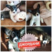 Вельш-корги-кардиган. Под заказ