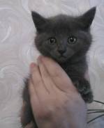 Британская кошка.