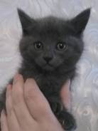 Британская кошка.
