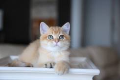 Британская кошка.
