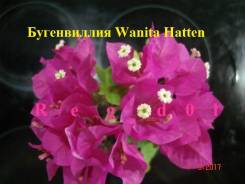 Бугенвиллия.