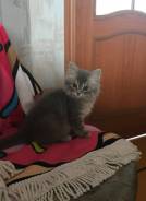 Продам котёнка девочку