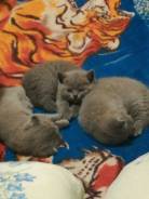 Шотландская кошка.