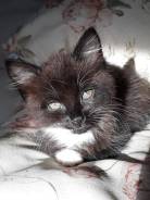 Котенок в добрые руки