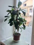 Молочай.
