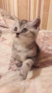 Шотландская кошка.