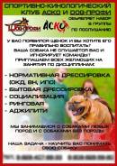 Дрессировка собак