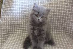 Шотландская кошка.