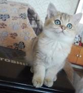 Британская кошка.