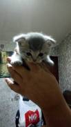 Шотландская вислоухая кошка.