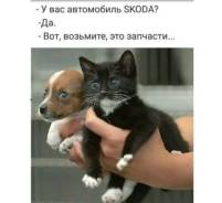 Отдам котёнка в хорошии руки