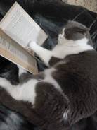 Шотландский кот. Вязка