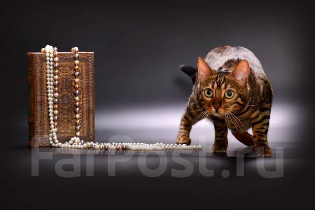 Груминг кошек! Стандарт! Пэт-стрижка! Подготовка к выставке кошек во  Владивостоке