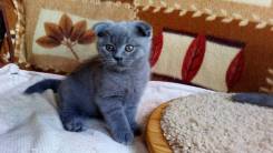 Шотландская вислоухая кошка.