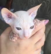 Сфинкс.