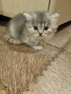 Британская кошка.