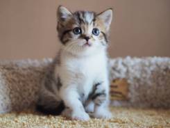 Шотландская кошка.