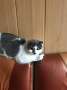 Отдам кошку