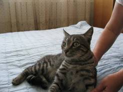 Кошки.