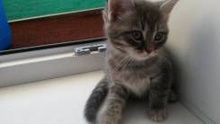Шотландская кошка.