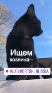 Кошки.