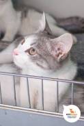 Котенок Рос