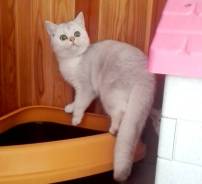 Британская кошка.