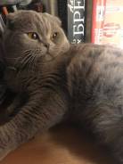 Шотландская кошка.