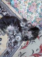 Кошки.