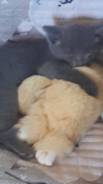 Кошки.