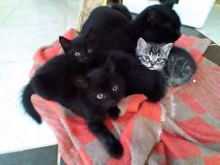 Бомбейская кошка.