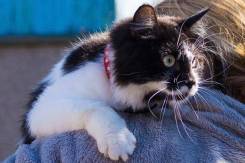 Котик в добрые руки