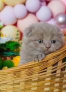 Шотландская вислоухая кошка.
