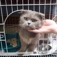 Кошки.