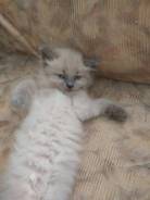 Невская маскарадная кошка.