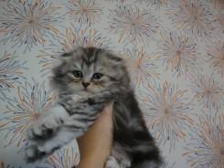 Шотландская кошка.