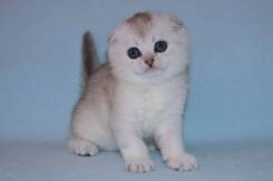 Шотландская вислоухая кошка.
