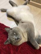 Шотландская кошка.