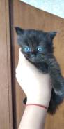 Шотландская кошка.