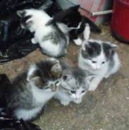 Кошки.